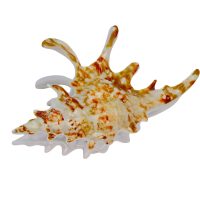 HC348 NATURAL CONCH HAIRCLIP